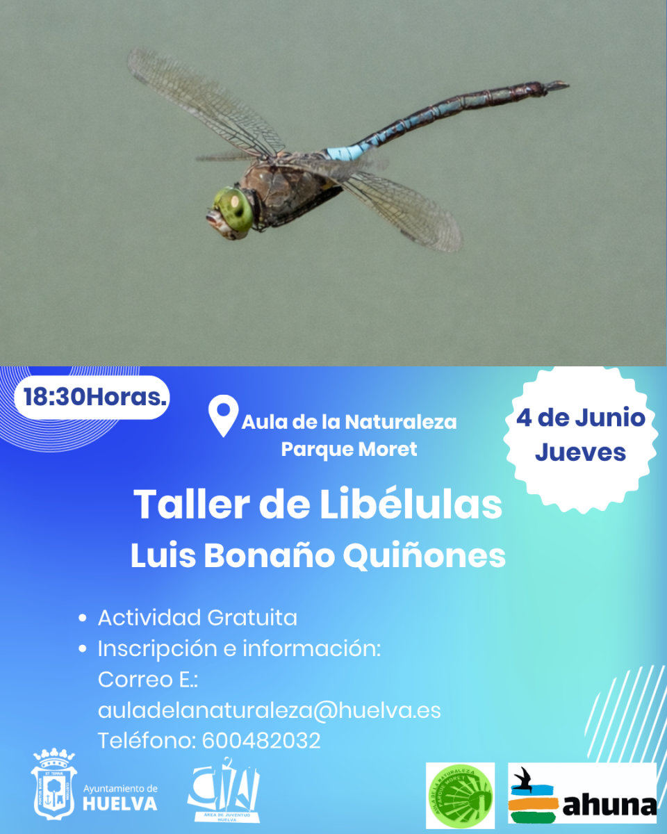 Taller de libélulas