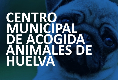 centro municipal de acogida de animales 