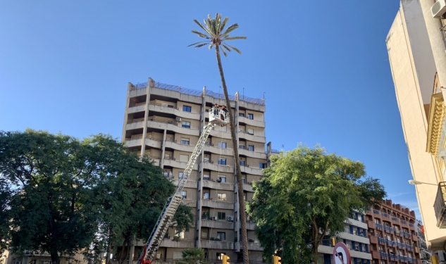 Chequeo Palmera de La Palmera