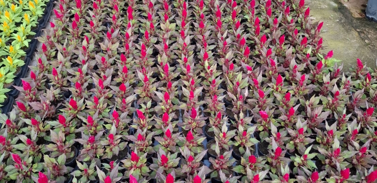 plantación arboleda huelva