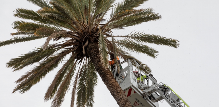 palmera