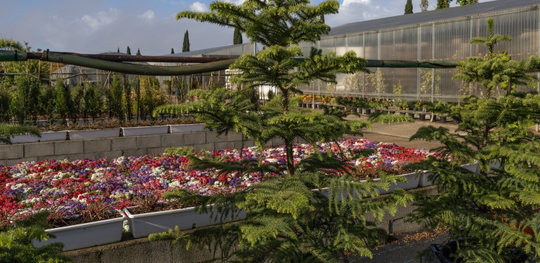 plantación primavera 