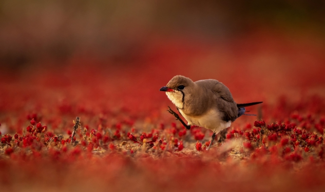 certamen alas del odiel