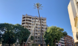 Chequeo Palmera de La Palmera