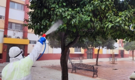 fumigación naranjos