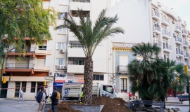 palmera