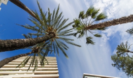 Palmeras