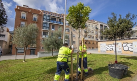 plantación arboles huelva