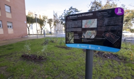 Plaza amapolas