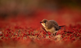 certamen alas del odiel