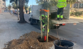 plantación árboles huelva