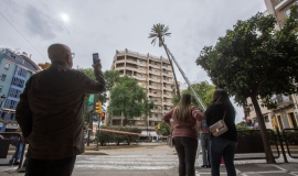 palmera