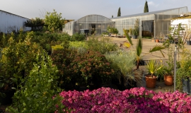 plantación flores de primavera huelva
