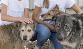 voluntarios